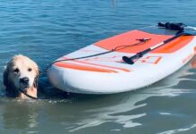 Kutyabarát strandok és parkok a Balatonnál