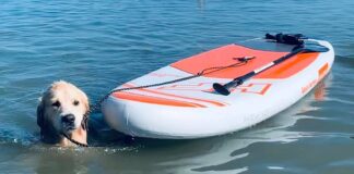 Kutyabarát strandok és parkok a Balatonnál